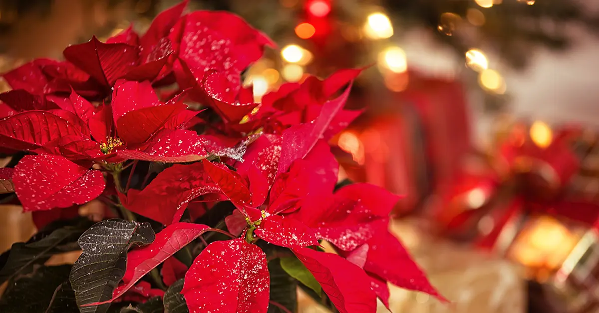 The Meaning of Christmas